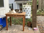 31st Aug 2023 - Cat’s Table