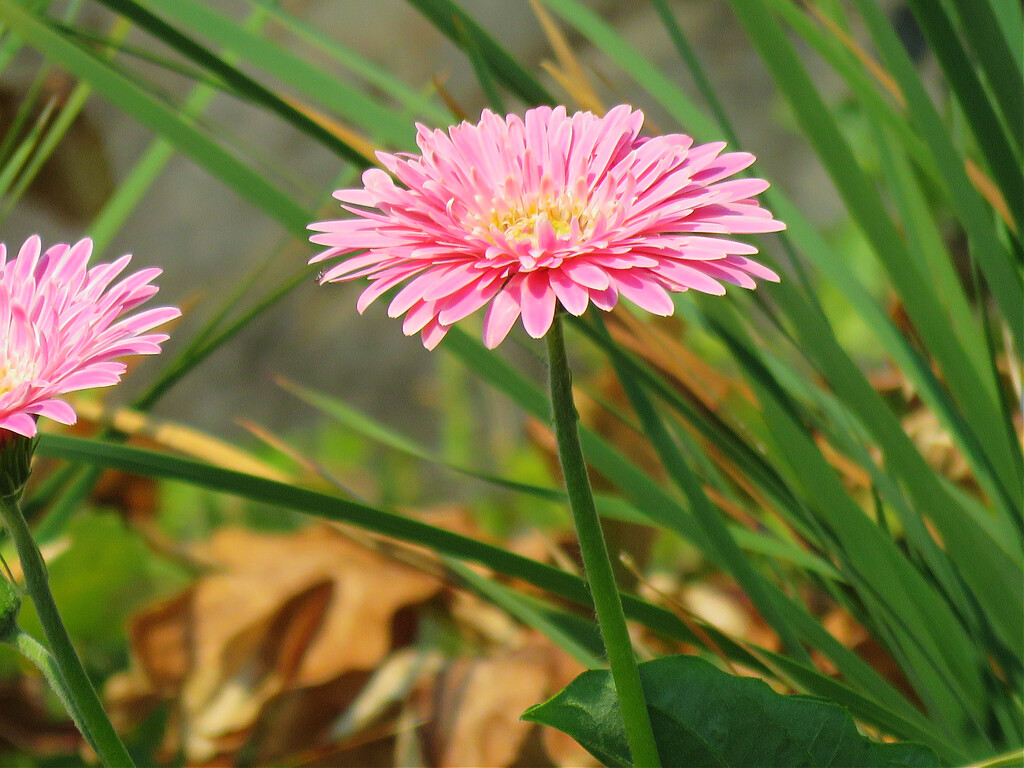 Flower   by seattlite