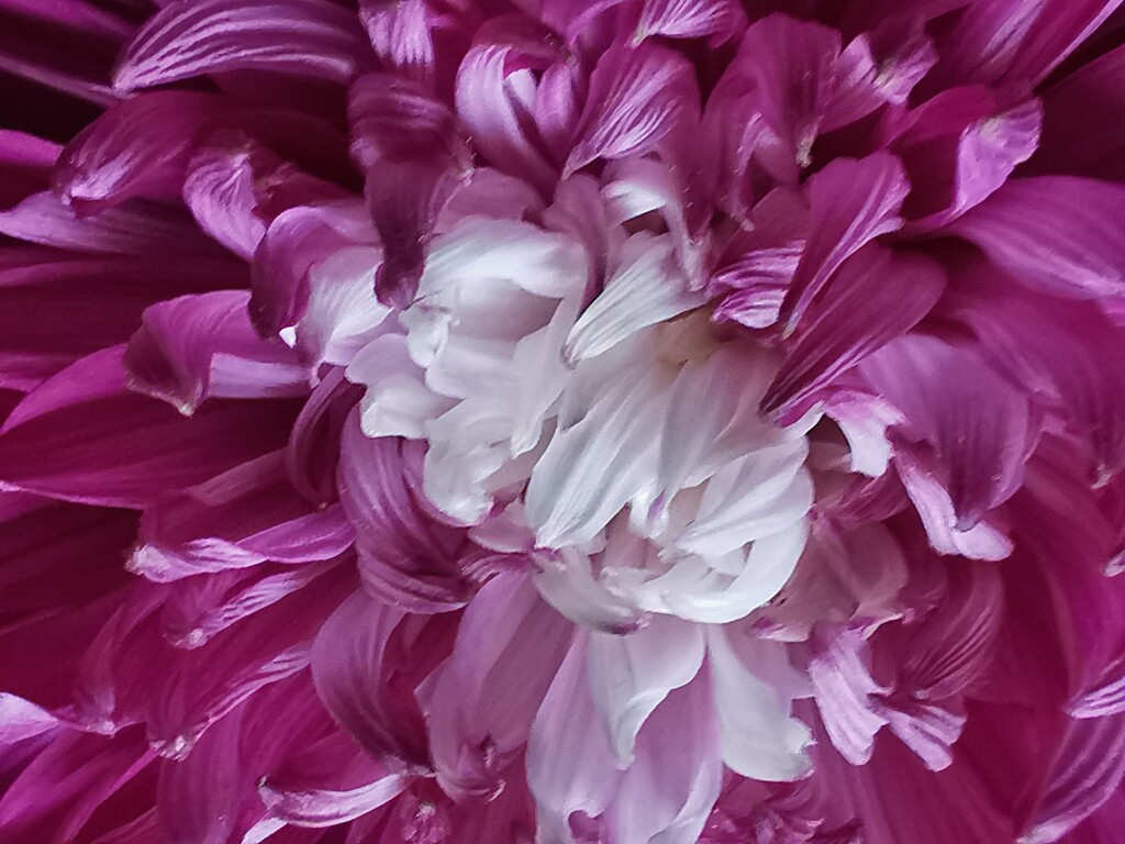 Chrysanthemum  by plainjaneandnononsense