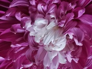 15th Aug 2023 - Chrysanthemum 