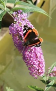 16th Aug 2023 - Butterfly 