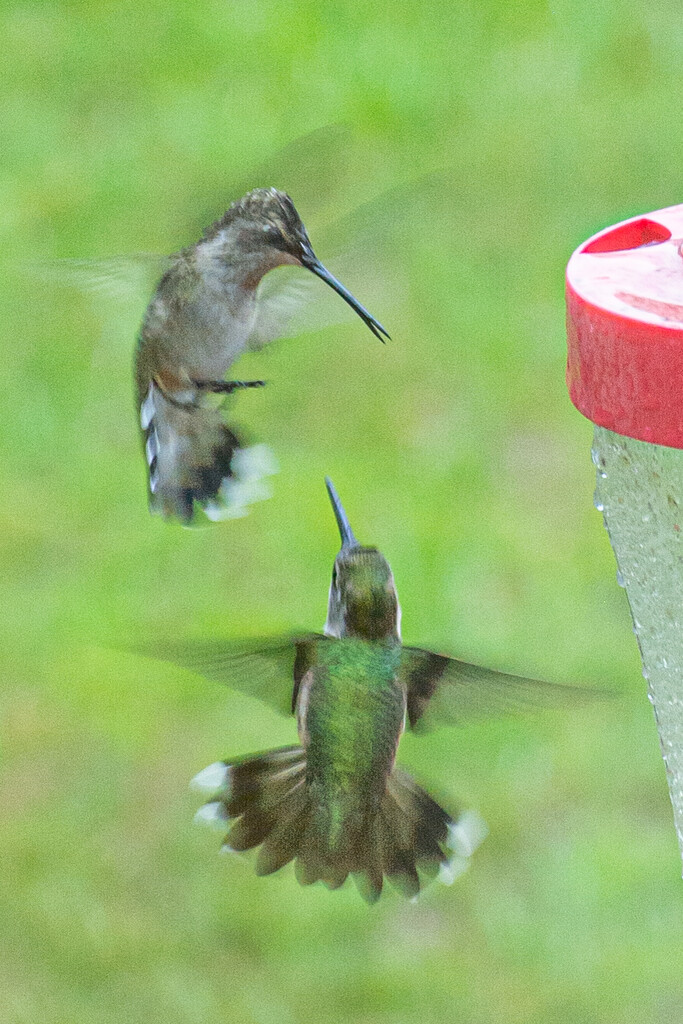 Hummer attack... by thewatersphotos