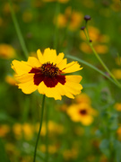 31st Aug 2023 - yellow flower