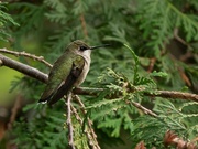 1st Sep 2023 - Hummingbird 