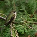Hummingbird  by radiogirl