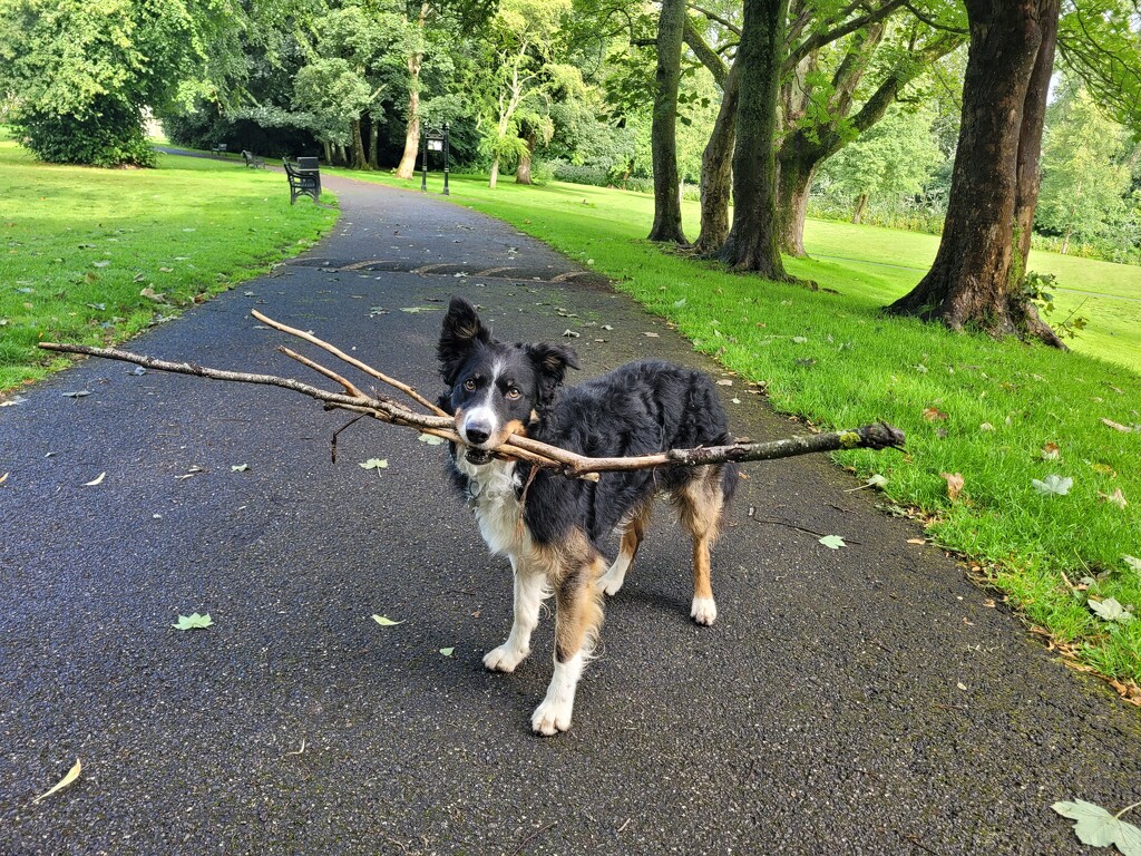 A big fan of sticks by clearday