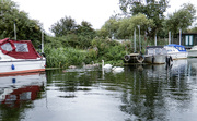 31st Aug 2023 - Swan family