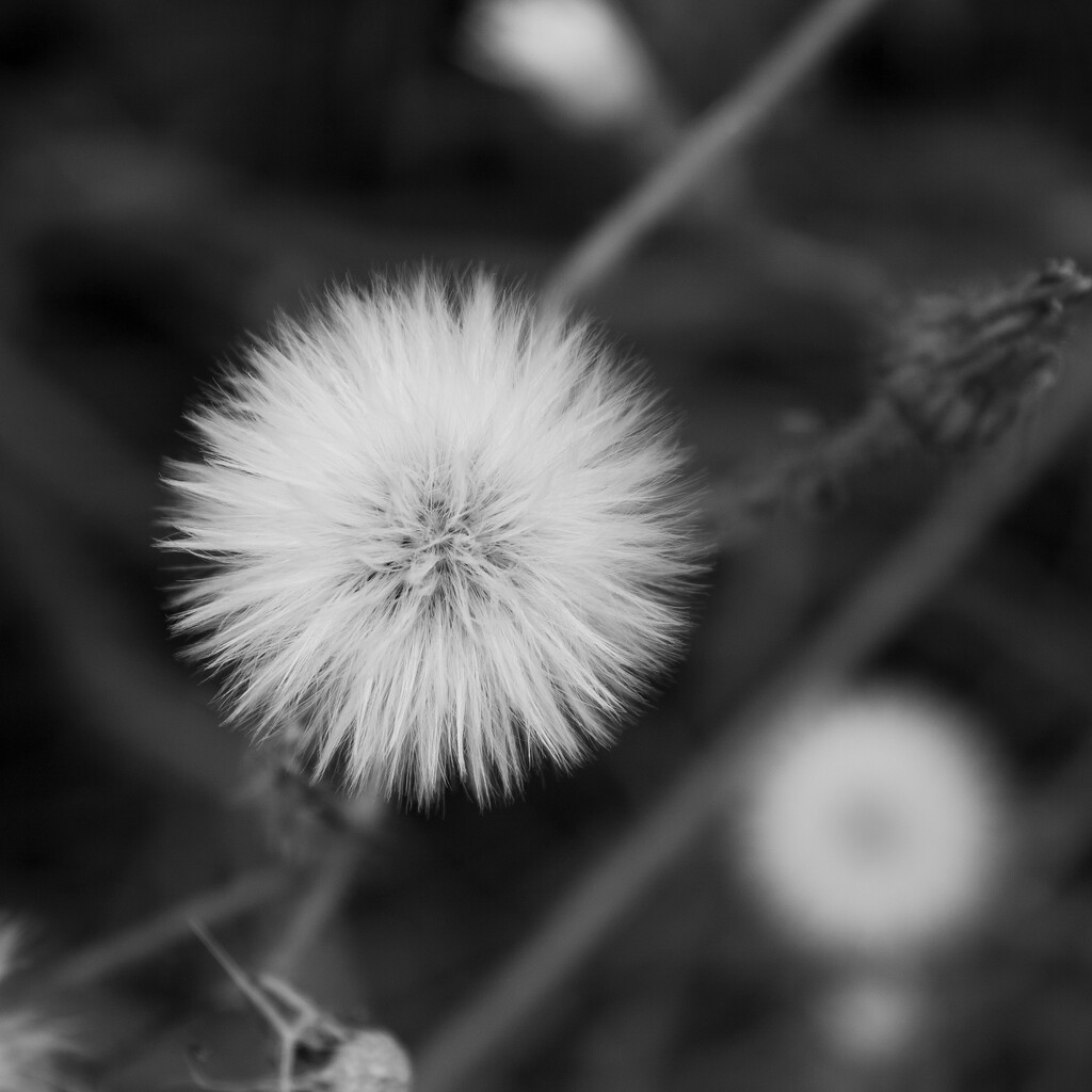 Blowing in the wind  by onebyone