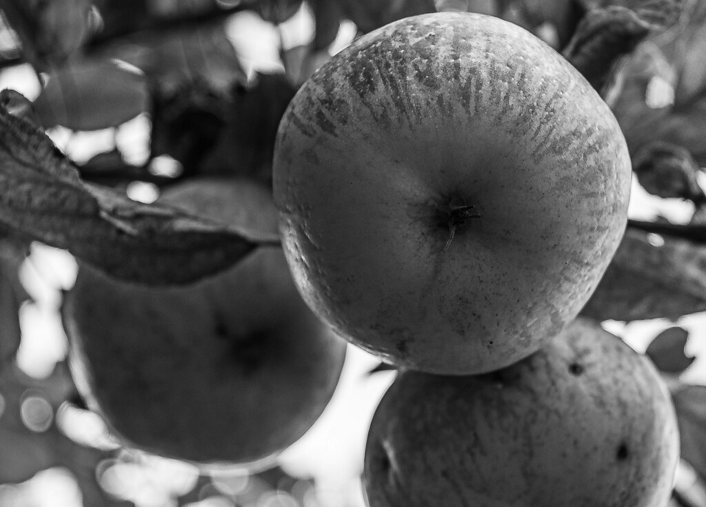 Apples by darchibald