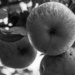 Apples by darchibald