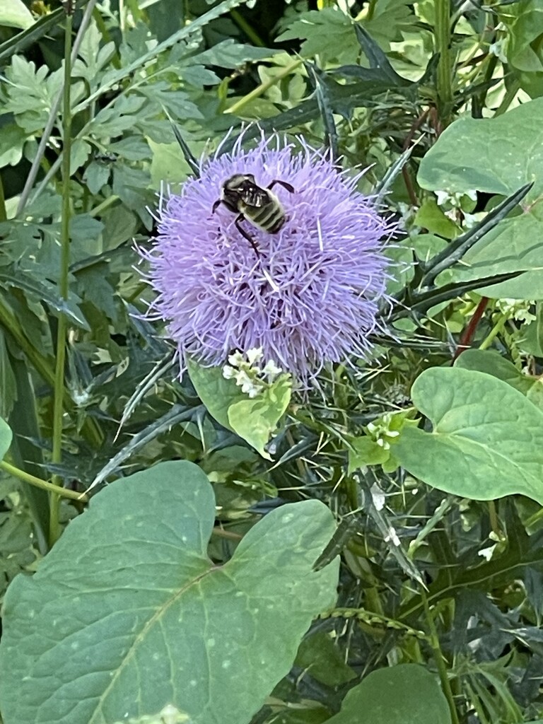 The lowly thistle by essiesue