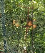 25th Aug 2023 - Just a few tomatoes left.  We will miss them.