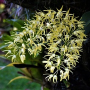 1st Sep 2023 -  Cream Dendrobium Orchid Spike ~