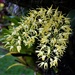 Cream Dendrobium Orchid Spike ~ by happysnaps