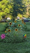 31st Aug 2023 - My Sunflower Garden
