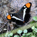 Arizona Sister Butterfly by ososki
