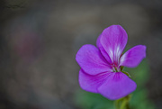 30th Aug 2023 - Geranium