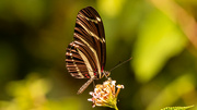 31st Aug 2023 - Zebra Longwing Butterfly!