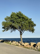 31st Aug 2023 - Perfect green tree, perfect blue sky and water,Perfect brown rocks to me.