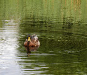 29th Aug 2023 - Mrs Mallard