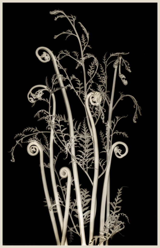 Ferns  by 365projectclmutlow