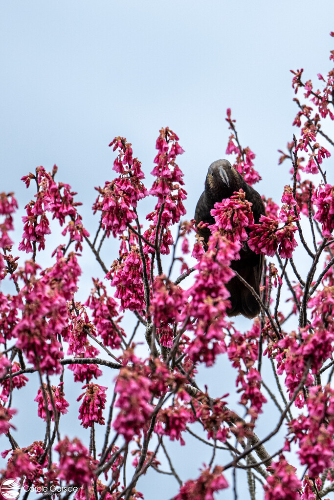 Kaka In cherry blossom by yorkshirekiwi