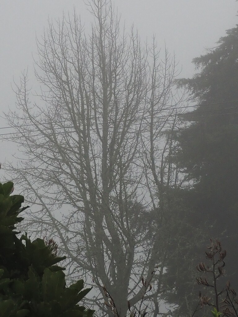 A foggy morning        Day 1 nf-sooc-2023 by Dawn