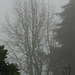 A foggy morning        Day 1 nf-sooc-2023 by Dawn