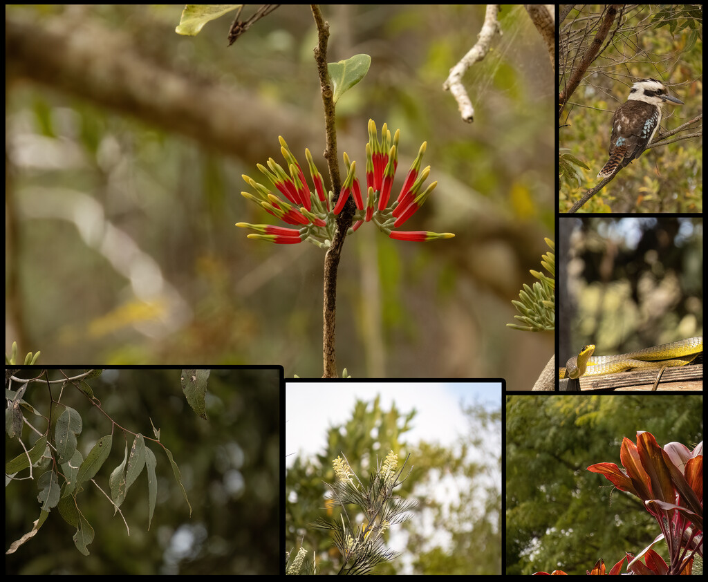 some bokeh in a collage by koalagardens