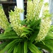 Pineapple Lily by beryl