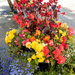 Flowers of Stornoway by robgarrett