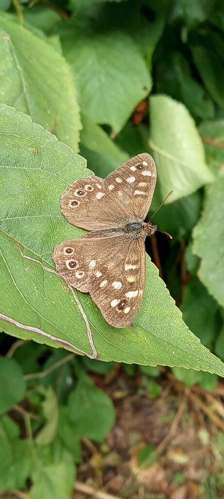 Speckled Wood butterfly  by 365projectorgjoworboys