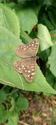 1st Sep 2023 - Speckled Wood butterfly 