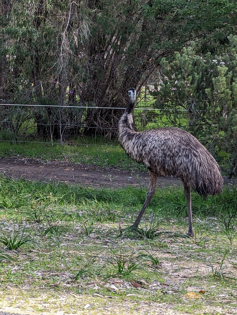 Emu by elf