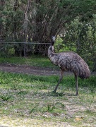 24th Aug 2023 - Emu