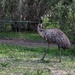 Emu by elf
