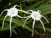 18th Jan 2011 - Spider Lily 2