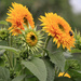 Sunflower 1 by mittens