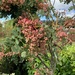 Rowan Berries by g3xbm