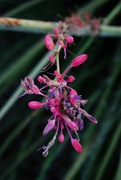 31st Aug 2023 - Aug 31 Red Yucca flower stem