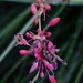 Aug 31 Red Yucca flower stem by sandlily