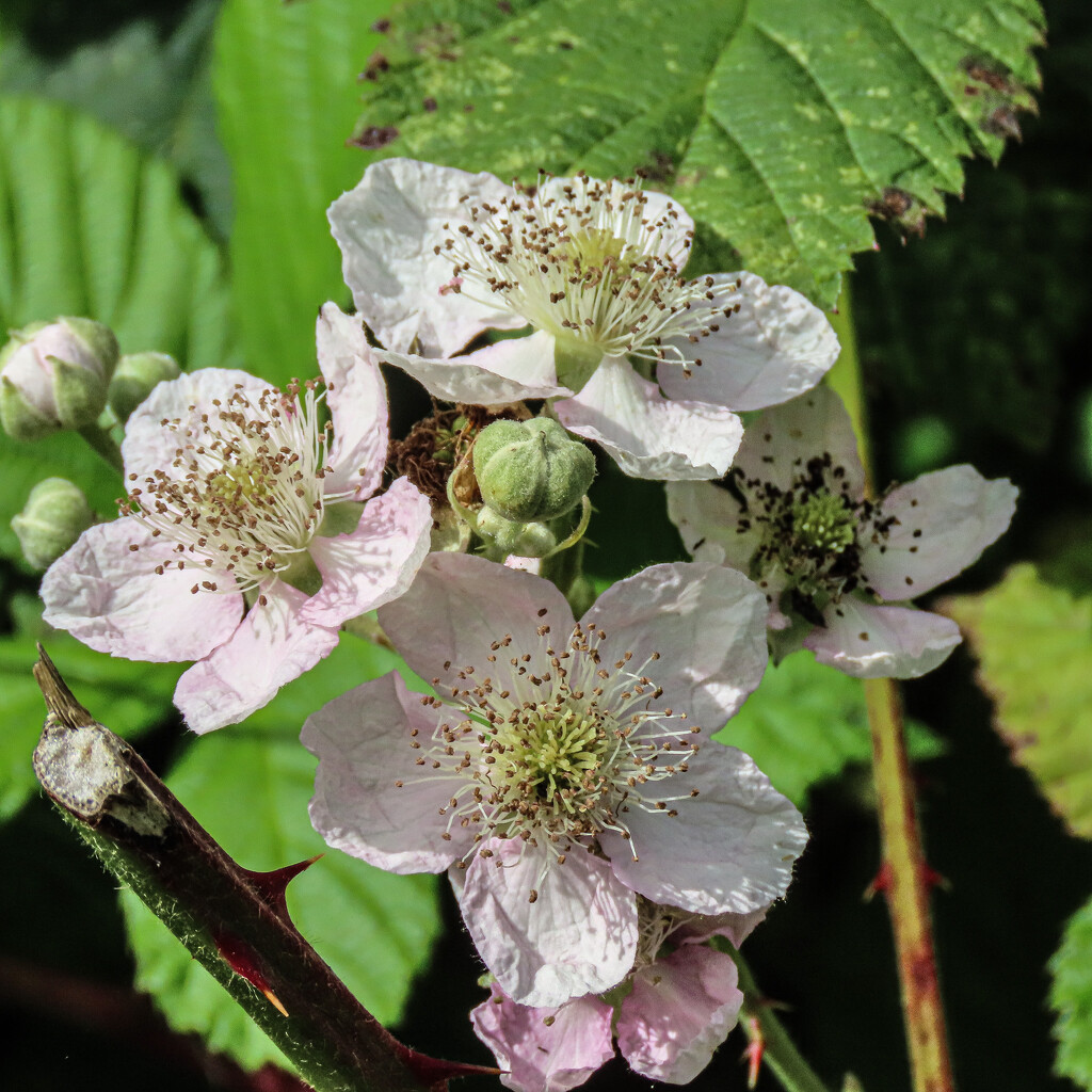 Bramble Blossom by mumswaby