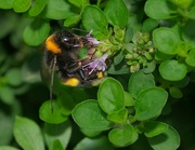 1st Sep 2023 - Busy Bee