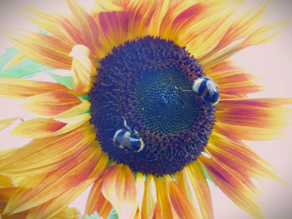 Sunflowers and bees by 365anne