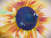1st Sep 2023 - Sunflowers and bees