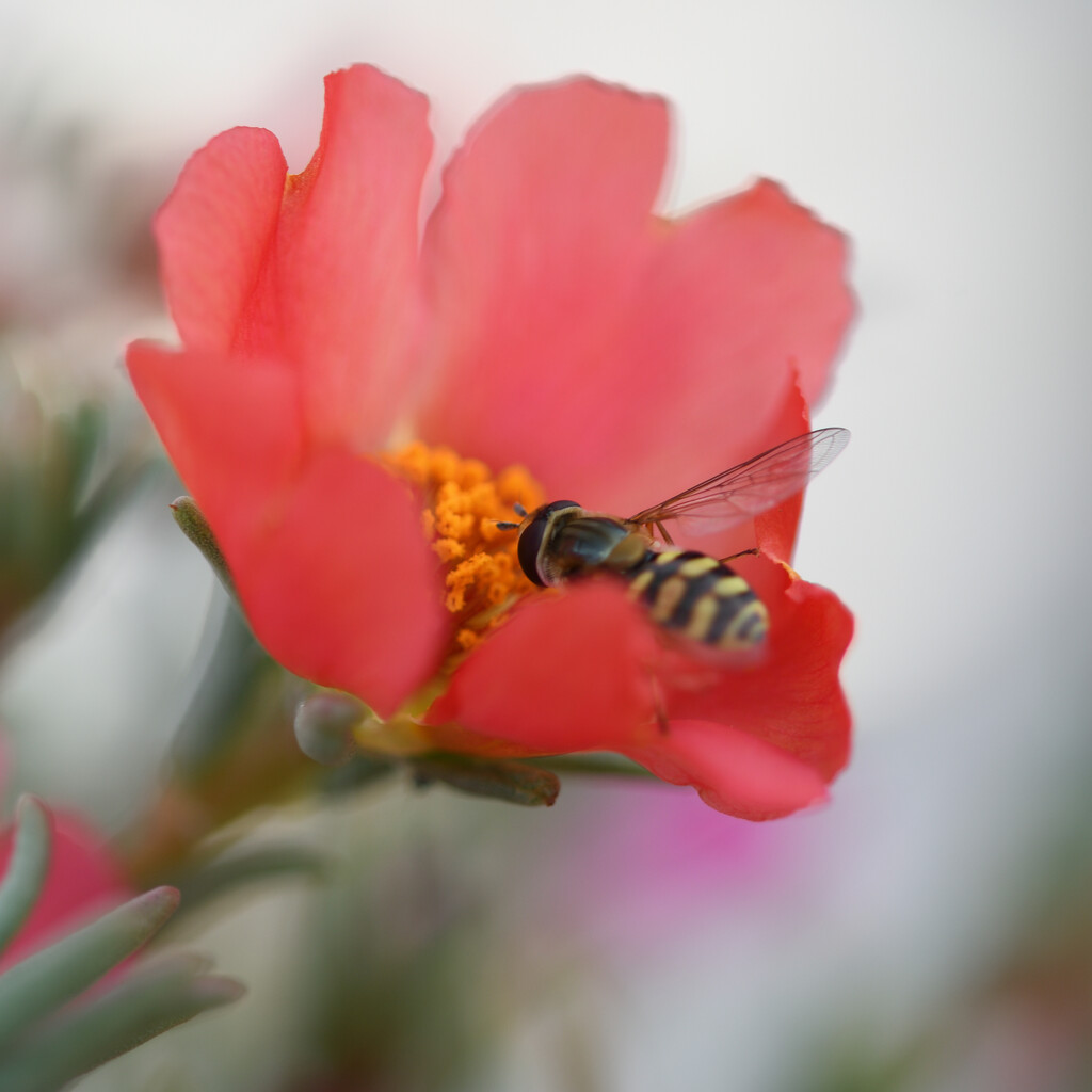 #206 - Bee on a pinkish flower by chronic_disaster