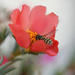 #206 - Bee on a pinkish flower