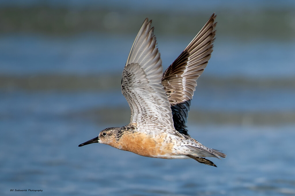 Red Knot fly by by photographycrazy