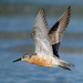 Red Knot fly by by photographycrazy