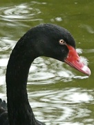 1st Sep 2023 - Black Swan